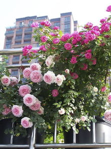 月季灌溉技巧：顺应自然 细心呵护