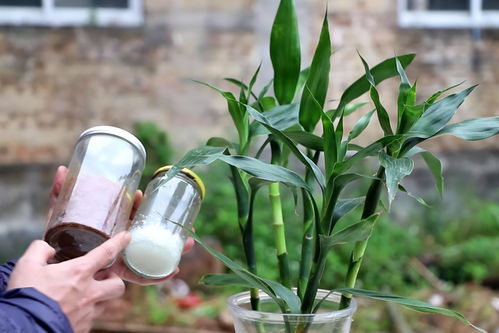 拯救烂根富贵竹，这几步不嫩少！