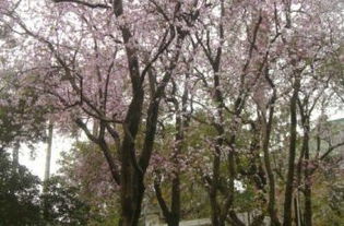 华南春日行道花树探秘