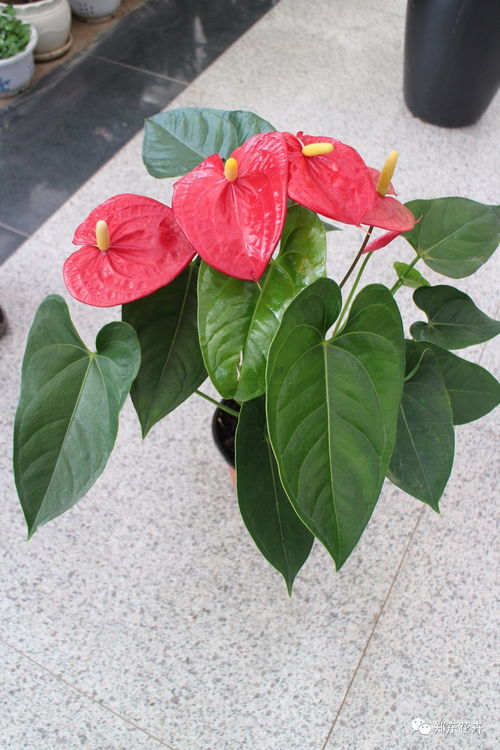 板栗壳自制花肥：DIY花卉肥料的简易做法！