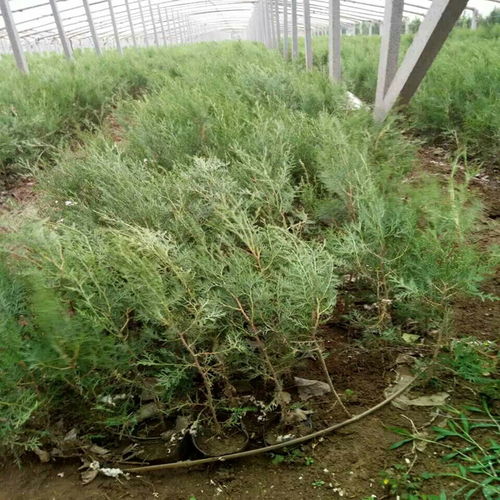 侧柏苗床专用除草剂推荐