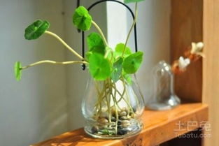 水培花卉种类多，选哪种好呢？