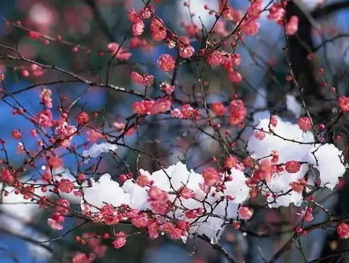 一月的春色，梅花傲雪绽放