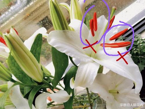 墨兰开花后如何处理才能延长花期