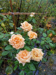 三、 月季品种推荐