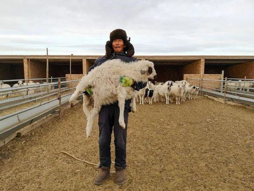 新疆高海拔干旱区的耐盐碱花草木种植攻略