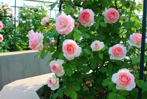 月笼沙：大花径， 圆杯型，少刺特性