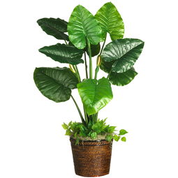 滴水观音大植株水培拆分，如何巧妙分割成双