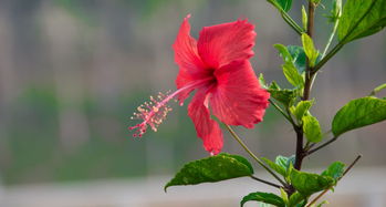 剪枝后的养护， 也不嫩马虎