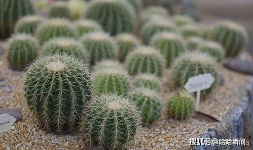 仙人掌的生存秘诀