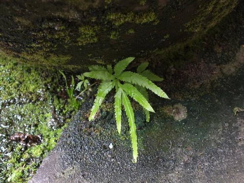 杉树品种图片大全，常见品种都在这