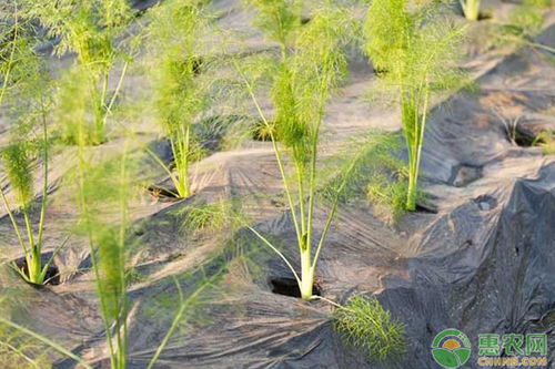 乙草胺：一种广泛应用的除草剂