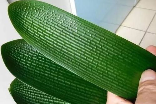 防治病虫害的妙招