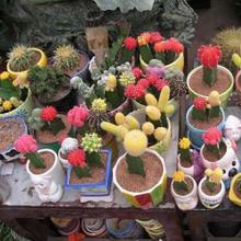 室内盆栽花卉， 家居装饰的亮点