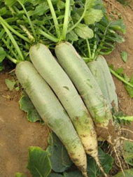 北方冬萝卜什么时间种植最合适，以确保其品质和产量