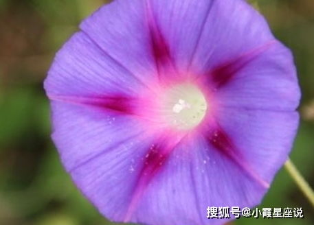 牵牛花那绚烂如彩虹的美丽，究竟蕴含着怎样的深刻寓意