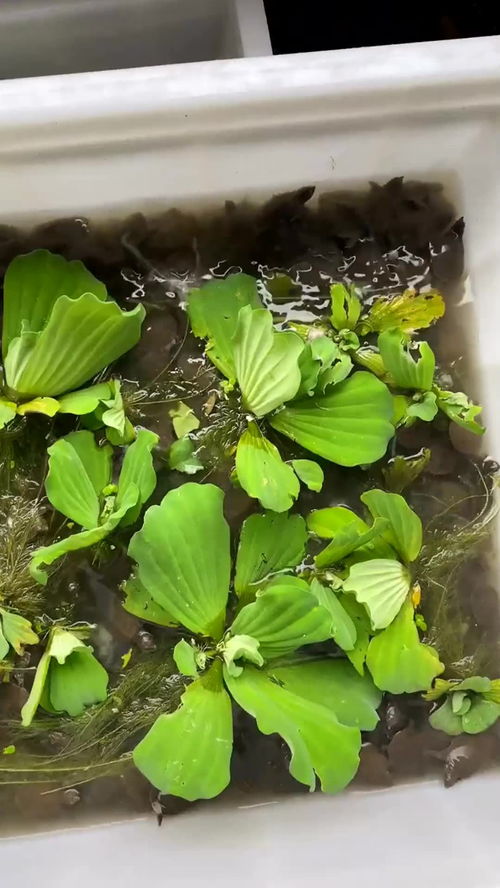 三明治土的秘密