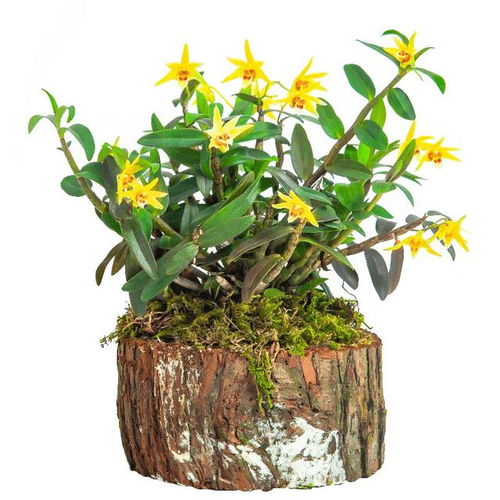 盆栽石斛专用肥，浇水技巧一招鲜！