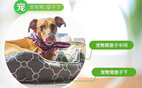 消灭飞蛾的方法