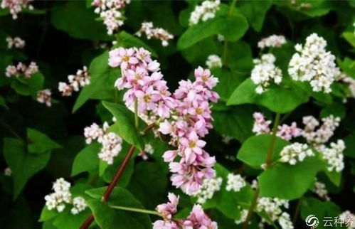 醉鱼草：湿度65%-75%，蜜糖满溢