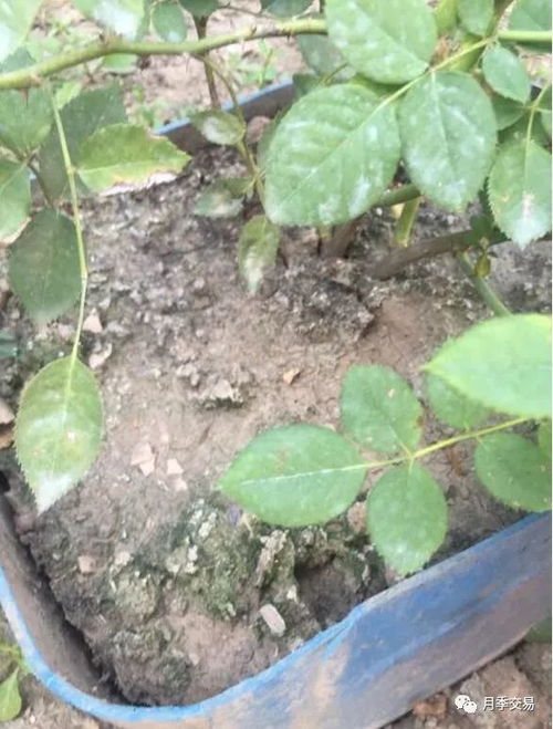 换土，彻底解决问题