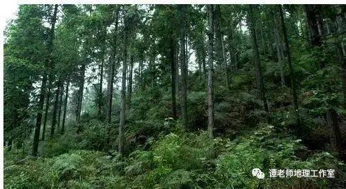 用材林：木材的摇篮