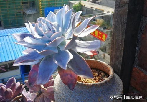 爪哇旃那室内种植可行吗？