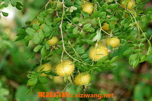 冬青苗种植时需要注意哪些细节，以及如何进行有效的栽种与管理