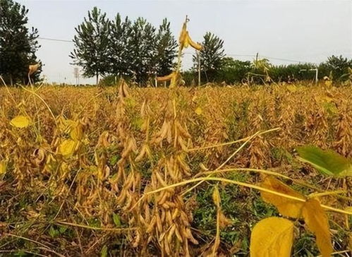 大豆播种后苗前使用的除草剂