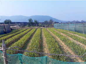 江西芦村：油茶苗木销售火热，茶业市场新亮点