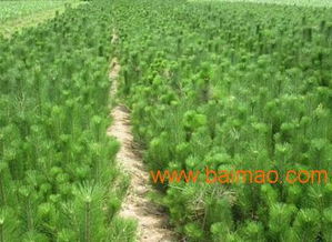 松树苗的价格揭秘