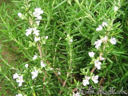 迷迭香种植成功，如何烹饪出独特风味