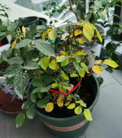 月季落叶原因及应对措施
