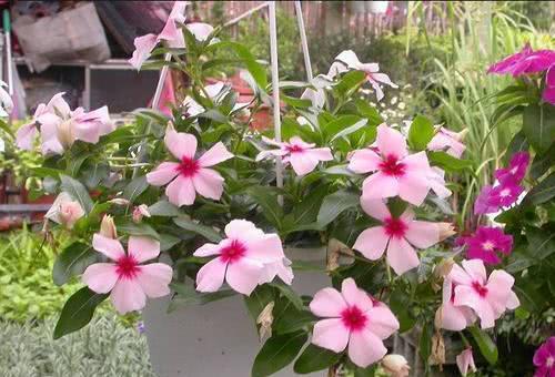 盆栽养护小贴士