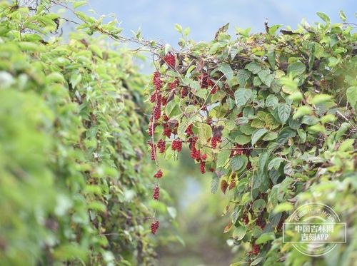 核定应税所得率征收方法