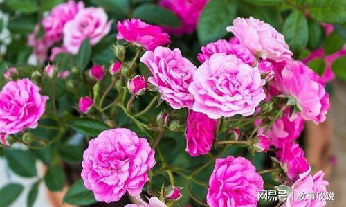 阳光古董月季：一朵花中的阳光与古董