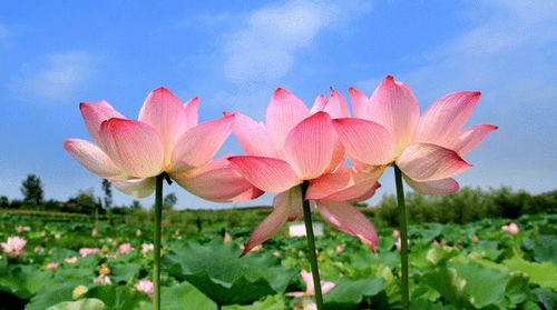 秋日韭莲花，香飘几许时