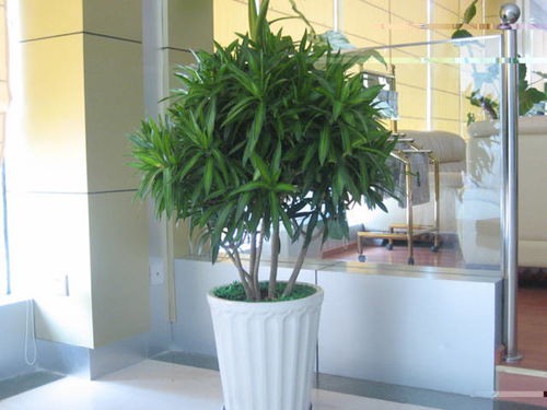 植物租赁服务， 让你的办公空间绿意盎然