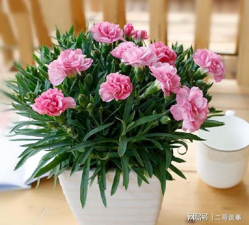 花卉内部化水原因及处理：浇水过多
