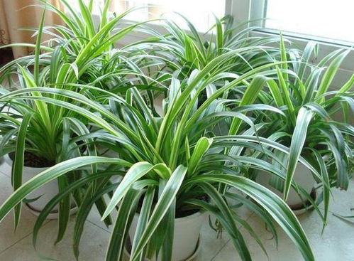 吊兰：清新室内， 吸收有害物质