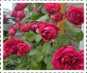 月季种植， 施肥有讲究