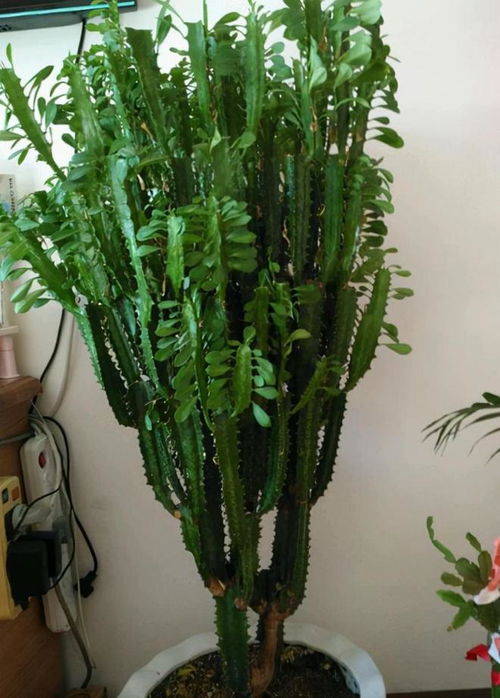 星兜繁殖步骤：选择合适的土壤和种子