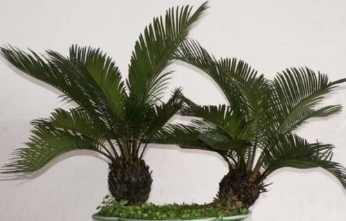 补救措施：补种小苗