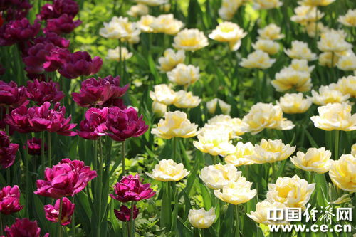 北京植物园耐热实验排名前三的品种