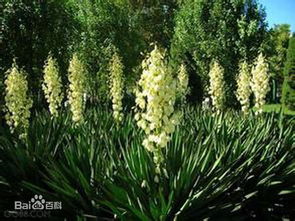 丝兰叶子太多怎么办？揭秘凤尾丝兰的叶子有毒吗这个？