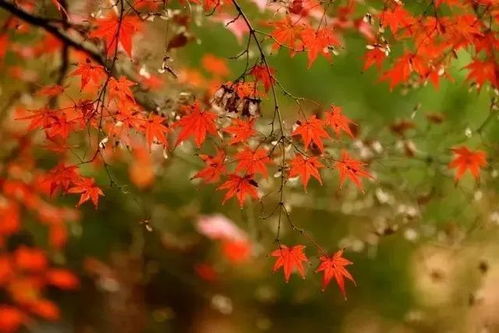 绝密试卷，花开时节