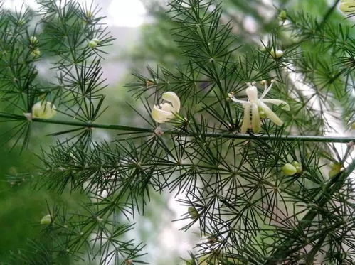 文竹开花，是植物生长的自然现象