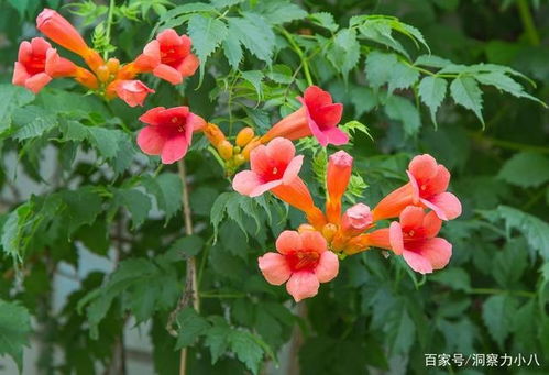 掌握斑鸠养殖技巧，轻松培育珍稀花卉！