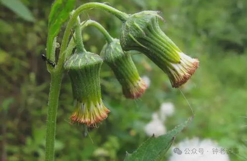 茼蒿在什么月份播种最适宜？茼蒿的种植时间和方法是怎样的