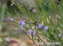 胡麻现在叫亚麻，原来我们一直都叫错了